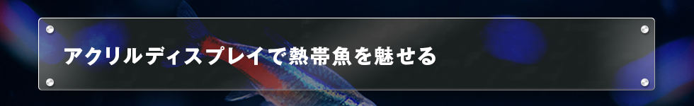 アクリルディスプレイで熱帯魚を魅せる